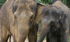 Melbourne Zoo - Accommodation Gladstone 3