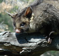 Moonlit Sanctuary Wildlife Conservation Park - Accommodation Gladstone
