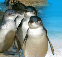 Phillip Island Penguin Parade - Accommodation Gladstone 0
