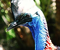 Alma Park Zoo - Accommodation Gladstone 0