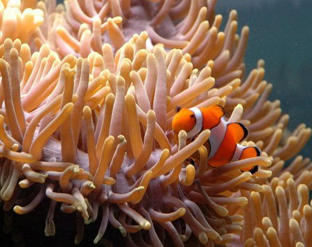 Reef HQ Great Barrier Reef Aquarium - Accommodation Gladstone 0