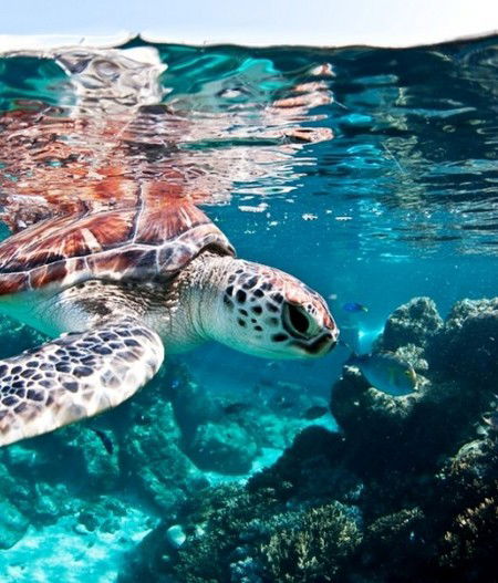 Reef HQ Great Barrier Reef Aquarium - Accommodation Gladstone 1