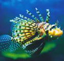 Underwater World - Accommodation Gladstone