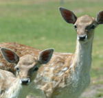 Marapana Wildlife Park - Accommodation Gladstone