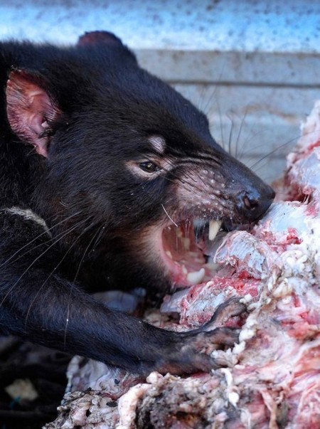 Peel Zoo - Accommodation Gladstone 2