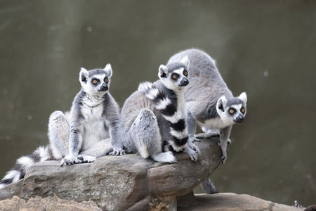 Adelaide Zoo - Accommodation Gladstone 0