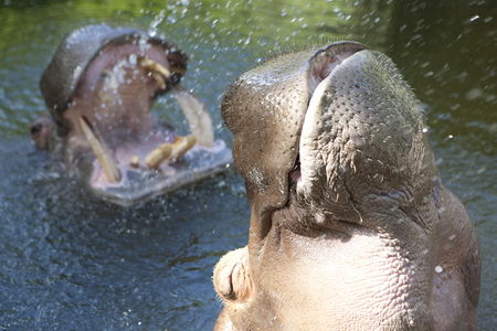 Adelaide Zoo - Accommodation Gladstone 2