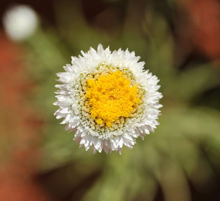 Alice Springs Desert Park - Accommodation Gladstone 1
