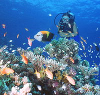 Drop Zone Dive Site - Accommodation Gladstone