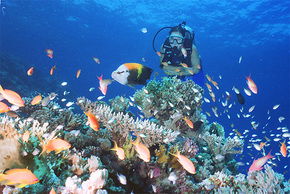 Drop Zone Dive Site - Accommodation Gladstone 0