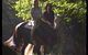 Glenworth Valley Horseriding - thumb 2