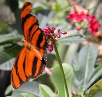 Butterfly Farm - Accommodation Gladstone