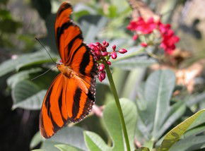 Butterfly Farm - Accommodation Gladstone 0