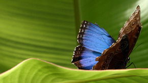 Butterfly Farm - Accommodation Gladstone 3