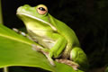 Book Port Douglas QLD Attractions Accommodation Gladstone Accommodation Gladstone