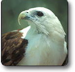 Kakadu National Park - Accommodation Gladstone