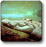 Kakadu National Park - Accommodation Gladstone 1