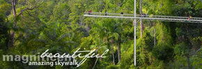Rainforest Skywalk - Accommodation Gladstone 2