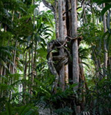 Rainforest Skywalk - Accommodation Gladstone 3