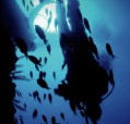 Scuba World - Accommodation Gladstone