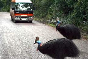Kookaburra Tours - Accommodation Gladstone 0