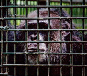 Rockhampton Zoo - Accommodation Gladstone 0