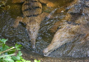 Rockhampton Zoo - Accommodation Gladstone 1