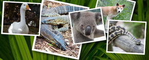 Rockhampton Zoo - Accommodation Gladstone 2
