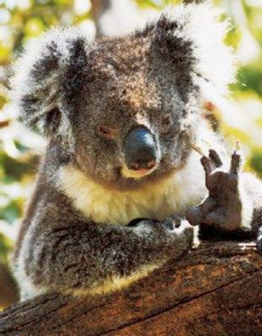 Gorge Wildlife Park - Accommodation Gladstone 0