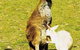 Gorge Wildlife Park - thumb 1