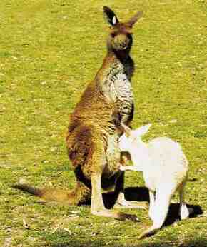 Gorge Wildlife Park - Accommodation Gladstone 1