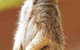 Gorge Wildlife Park - thumb 2