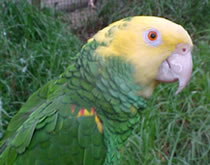 Gorge Wildlife Park - Accommodation Gladstone 3