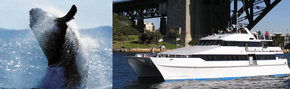 Prestige Harbour Cruises - Accommodation Gladstone 3