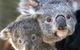 Symbio Wildlife Gardens - thumb 1