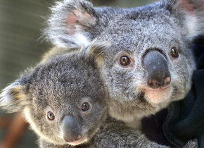 Symbio Wildlife Gardens - Accommodation Gladstone 1