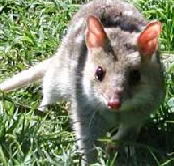 Urimbirra Wildlife Park - Accommodation Gladstone