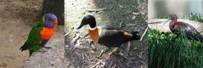 Urimbirra Wildlife Park - Accommodation Gladstone 2