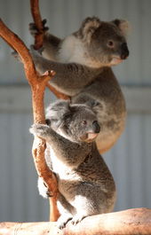 Waterways Wildlife Park - Accommodation Gladstone 1