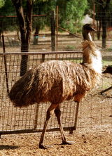 Waterways Wildlife Park - Accommodation Gladstone 2