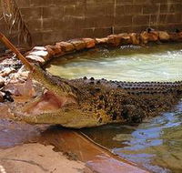 Wyndham Zoological Gardens and Crocodile Park - Accommodation Gladstone