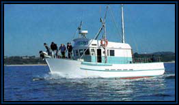 Polperro Dolphin Swims - Accommodation Gladstone 2