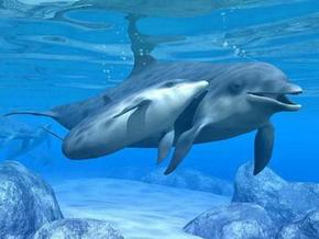 Polperro Dolphin Swims - Accommodation Gladstone 3