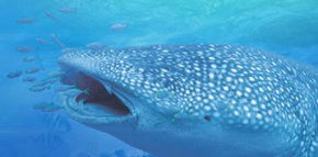 Ningaloo Blue Dive - Accommodation Gladstone 1
