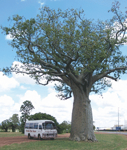 Kununurra Cruises - Accommodation Gladstone 1