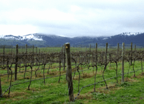 Kinloch Wines - Accommodation Gladstone