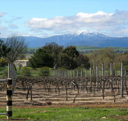 Buller View Wines - Accommodation Gladstone