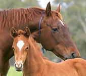 Blue Gum Farm - Accommodation Gladstone 0