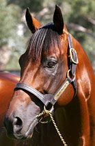 Blue Gum Farm - Accommodation Gladstone 2