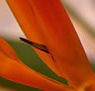 Zen Day Spa - Accommodation Gladstone